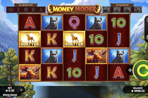 money moose